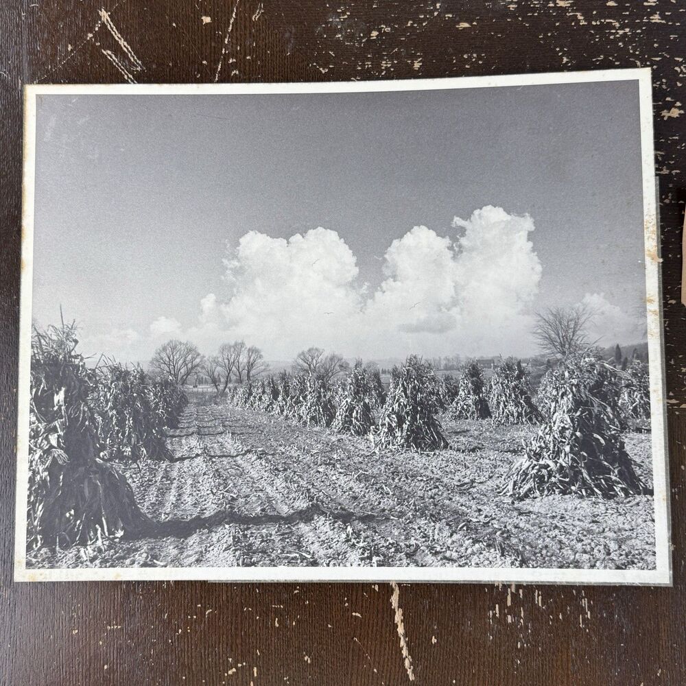Vintage Black & White Large Photograph 14x11 John Spangler “Corn Shocks 1949